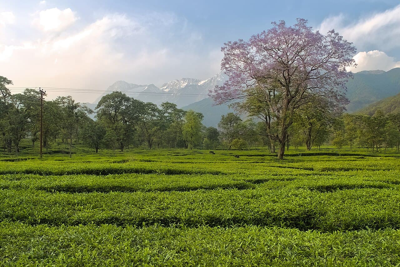 Tea gardens at Nagri near Palampur, with the Himalayan Dhauladhar mountains beyond